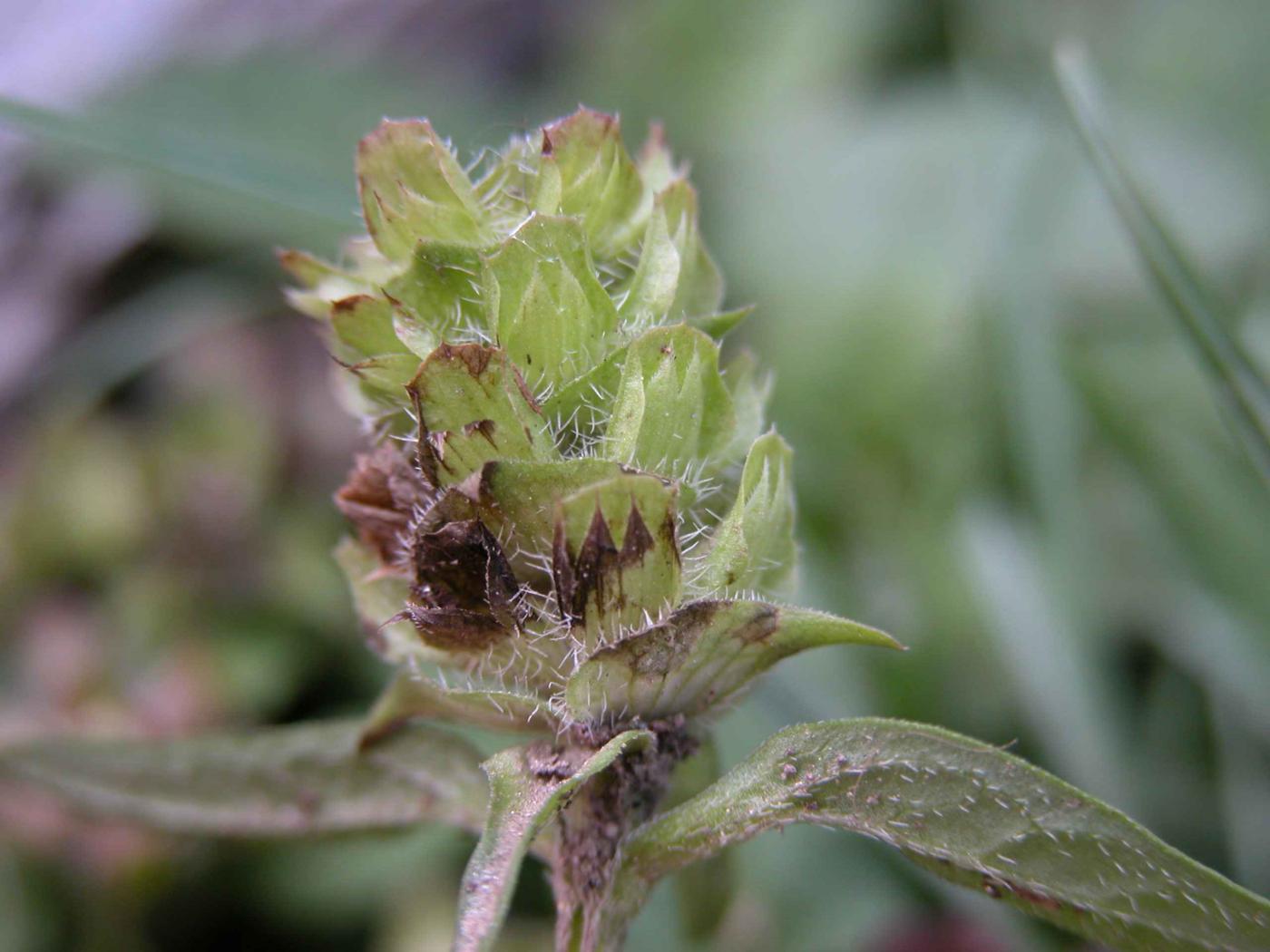 Self-Heal, Common fruit